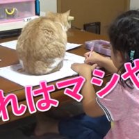 ノートの上に座る猫（それはマシやな）