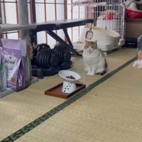 無言の圧をかけるミケ