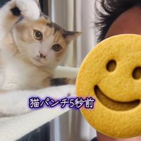 弟に向かって手を振り上げる三毛猫