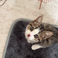 足元にいる子猫