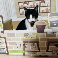 段ボールの家の中の保護猫