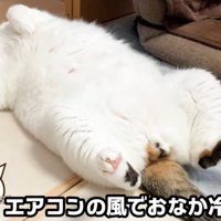 仰向けな猫（エアコンの風でおなか冷えない？）