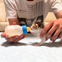 哺乳瓶に手を伸ばす赤ちゃん猫