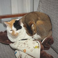 三毛猫の上に乗る茶色の猫