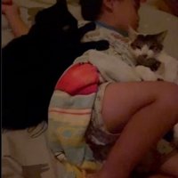 ぐっすり眠る4歳児に寄り添う猫3匹