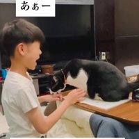 宿題の邪魔をする猫