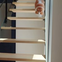 階段を下りる猫