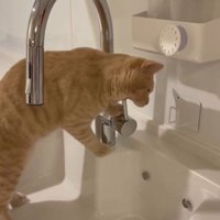 流しに立っている猫