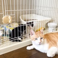 子猫のケージ前で伏せている茶トラ白猫