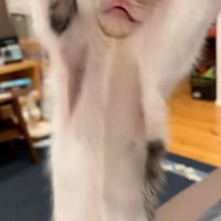 手を掴んで拒否する子猫