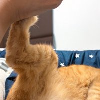 猫のキック