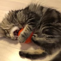 ボールを噛もうとする子猫