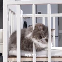 ベビーベッドの上に乗っている猫