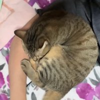 飼い主の腕の間で丸くなって眠る猫