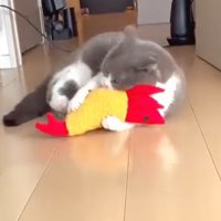寝そべりながらぬいぐるみを蹴る猫