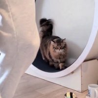 キャットホイールを使う猫