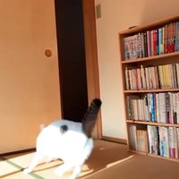 走って逃げる猫
