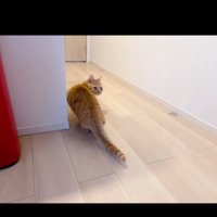 振り向く猫