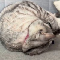 アームカバーを抱きしめて顔を埋める猫