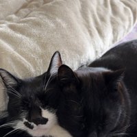 くっついて眠る2匹の猫