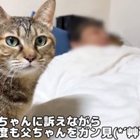 カメラ目線の猫（母ちゃんに訴えながら何度も父ちゃんをガン見）