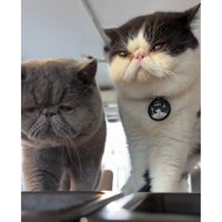 室内にいる猫たち