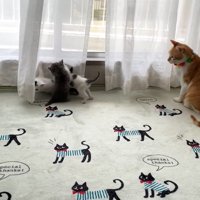 子猫たちを見る成猫