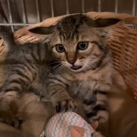 威嚇する子猫