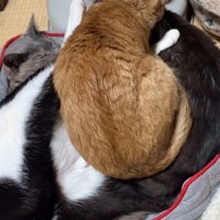 大きくなった猫団子
