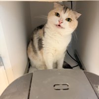 炊飯器の後ろで鳴く猫