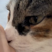 真剣な目つきの猫