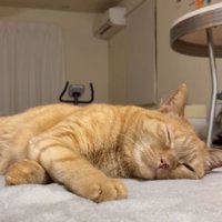 室内にいる猫