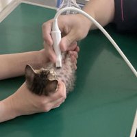 診察されている猫