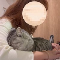 パソコン作業をする女性の腕に顔を押しつける猫