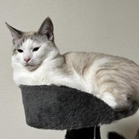 キャットタワーに座る猫