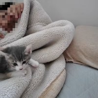 子供を起こしに行く子猫