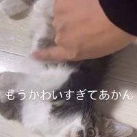甘える子猫