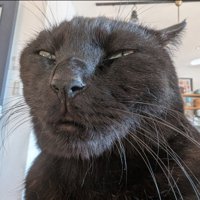 違う猫のような表情に