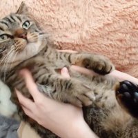 ジッとして女性に撫でられる猫