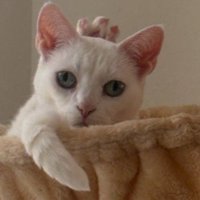 頭の上から足を出している猫