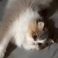 眠そうな猫