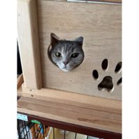ハウスに入っている猫