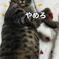 お腹をつつかれて怒るキジトラ猫