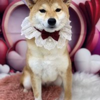 レースとリボンの首輪をつけている柴犬