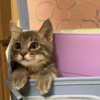 スピカちゃん