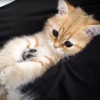 赤ちゃんみたいな猫