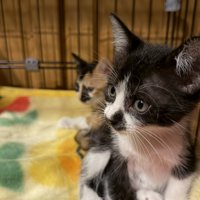 来たばかりの子猫1