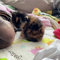 寝ている赤ちゃんと子猫