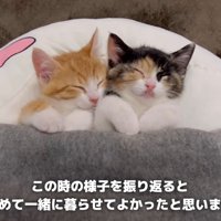 一緒に眠る子猫達