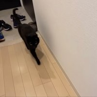 出迎える猫